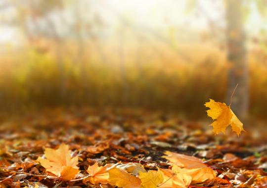 Herfst