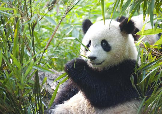 Panda's te leen (dictogloss)
